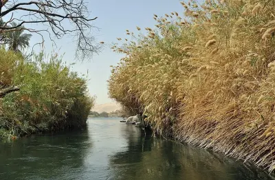 Wheat farm in Egypt