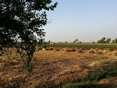 Wheat Harvesting in Egypt