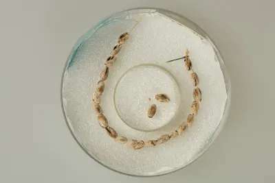 A string of Ancillaria shells from the Badarian culture (c. 4400 to 3800 BCE), excavated from Cemetery 3100 at Matmar. One of the earliest e